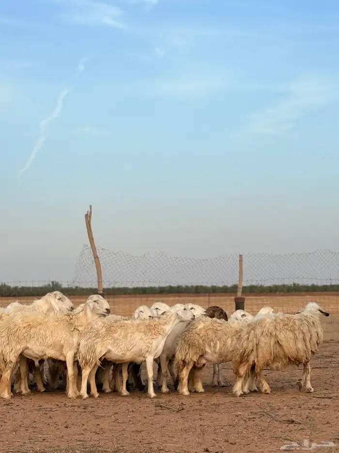 اغنام 10