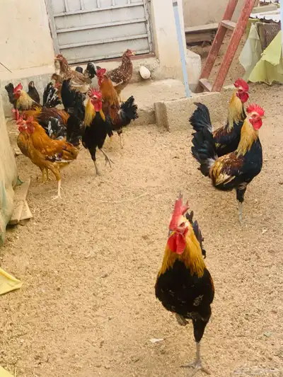 مشروع دجاج عربي وافرق كامل 14