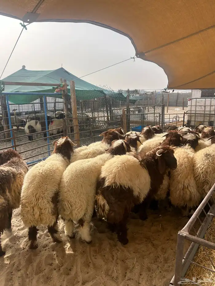 نعيم جبر وسط فاخر 4