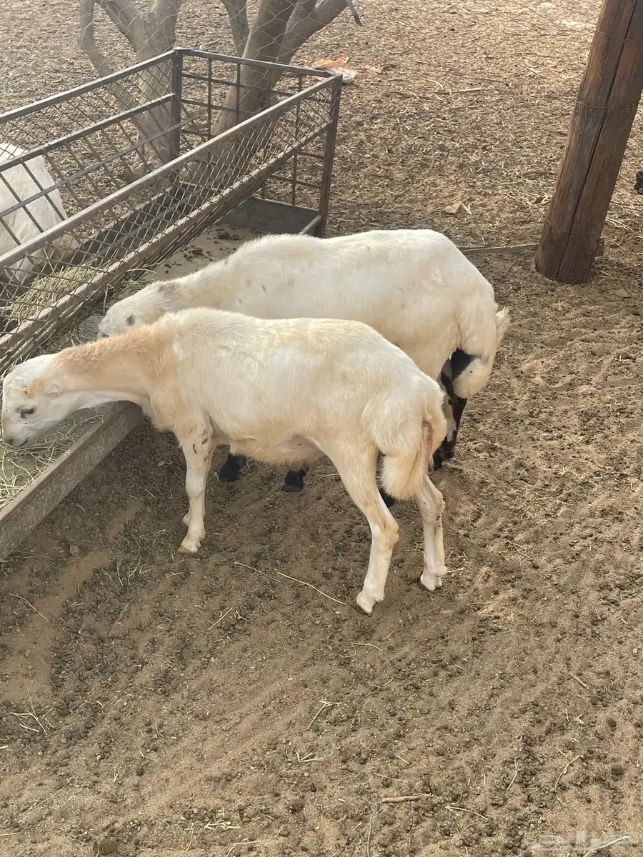 خمسه فران بلدي 2