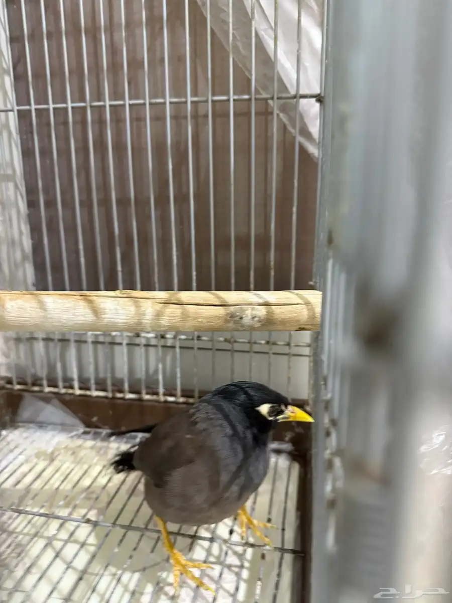 طير مينو عمره سنه 1