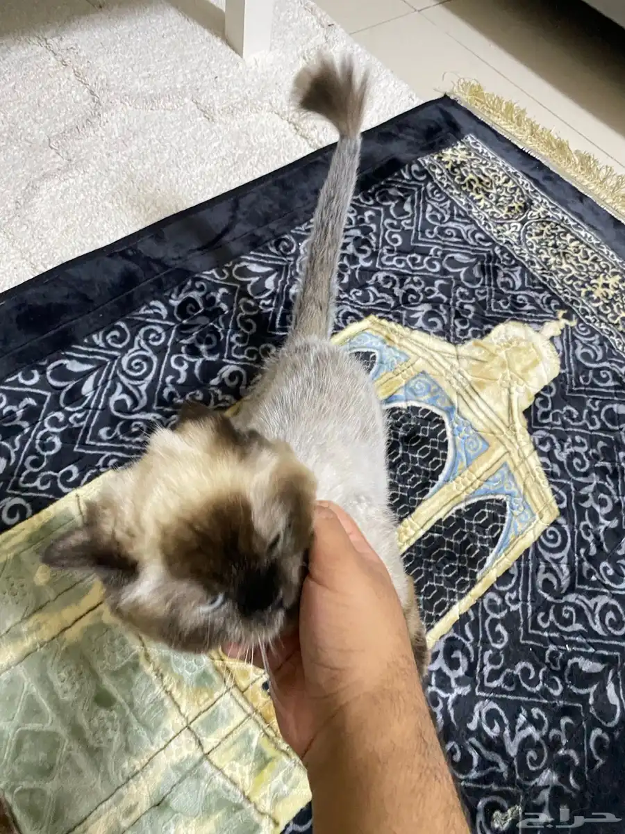 قط للتبني 2