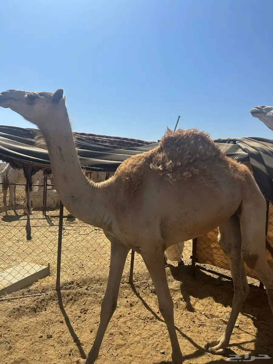 بكره مهجنه من زرعات 0