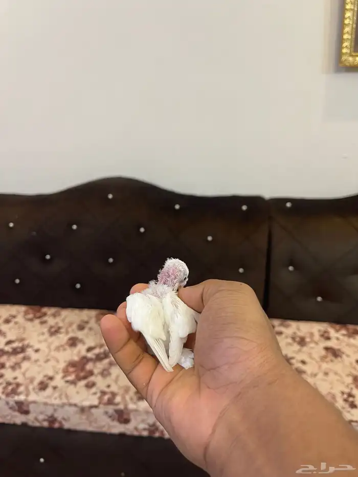 فرخ بادجي تم البيع 0