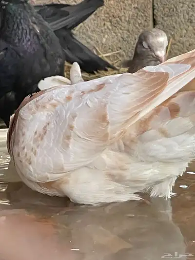 حمام قطيفي قلاب جو أساسات 25