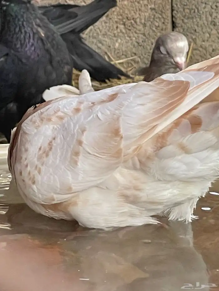 حمام قطيفي قلاب جو أساسات 25