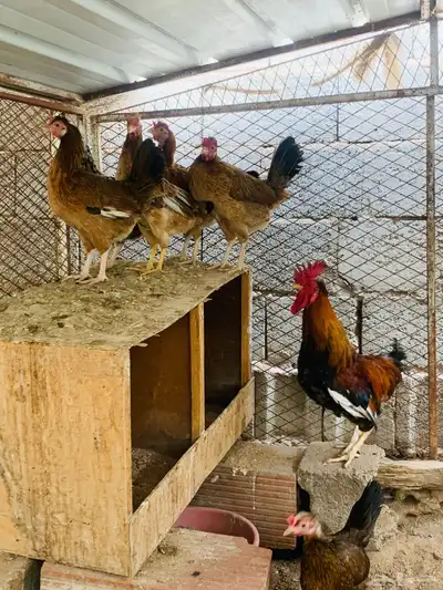 مشروع دجاج عربي وافرق كامل 3