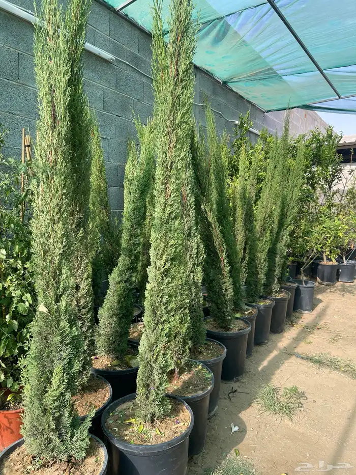 شتلات مثمره وزينه بنسيانا ورد تصفيه بسعر مناسب 0
