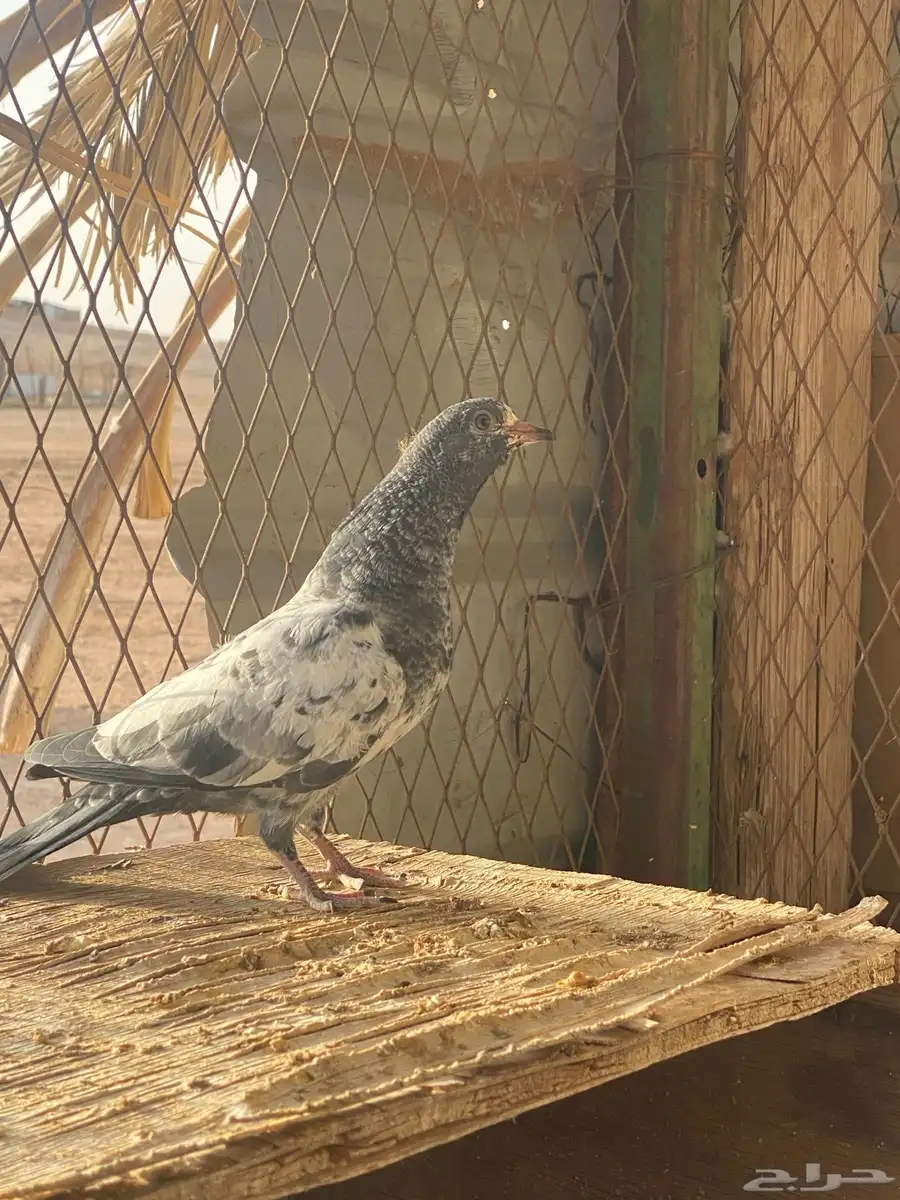 طبات باكستاني 2