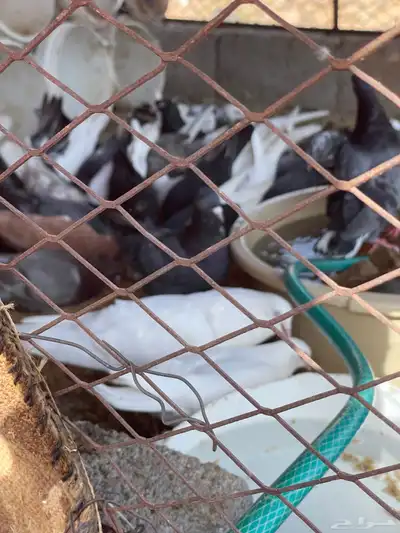 حمام قطيفي قلاب جو أساسات 19