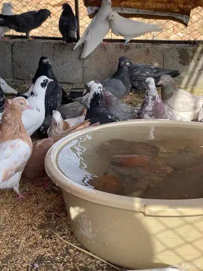 حمام قطيفي قلاب جو أساسات 4