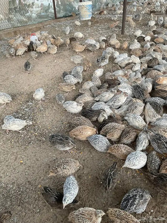 للبيع سمان 3