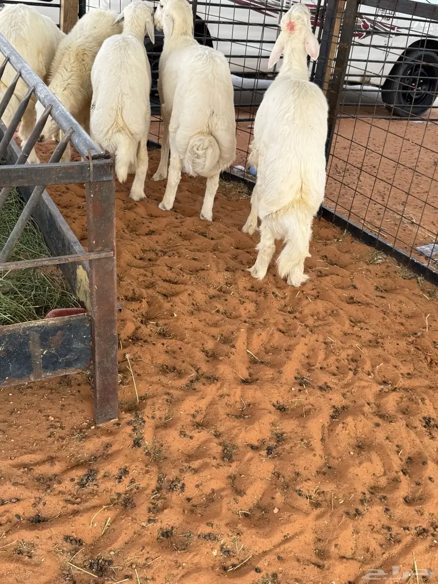 طليان حريه جبره 0