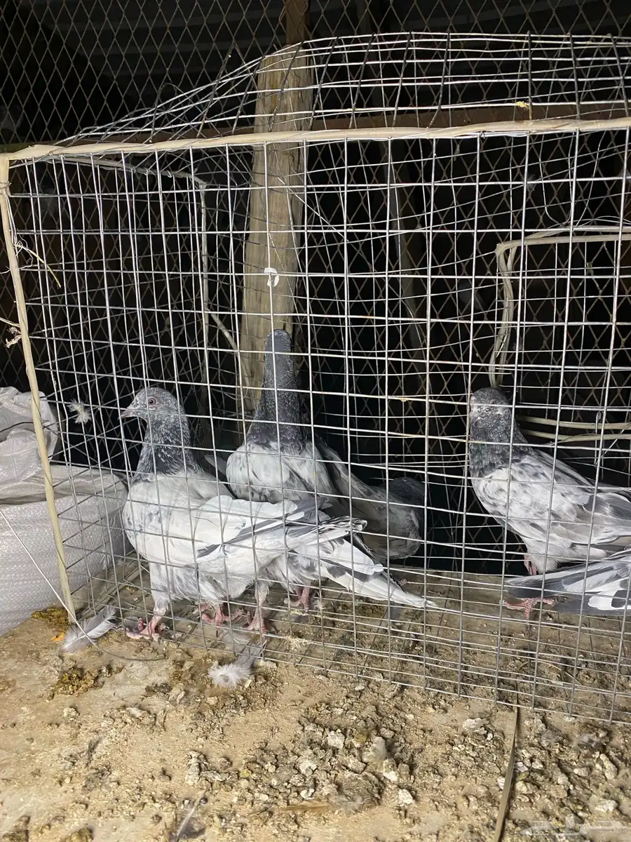 طبات باكستاني 22