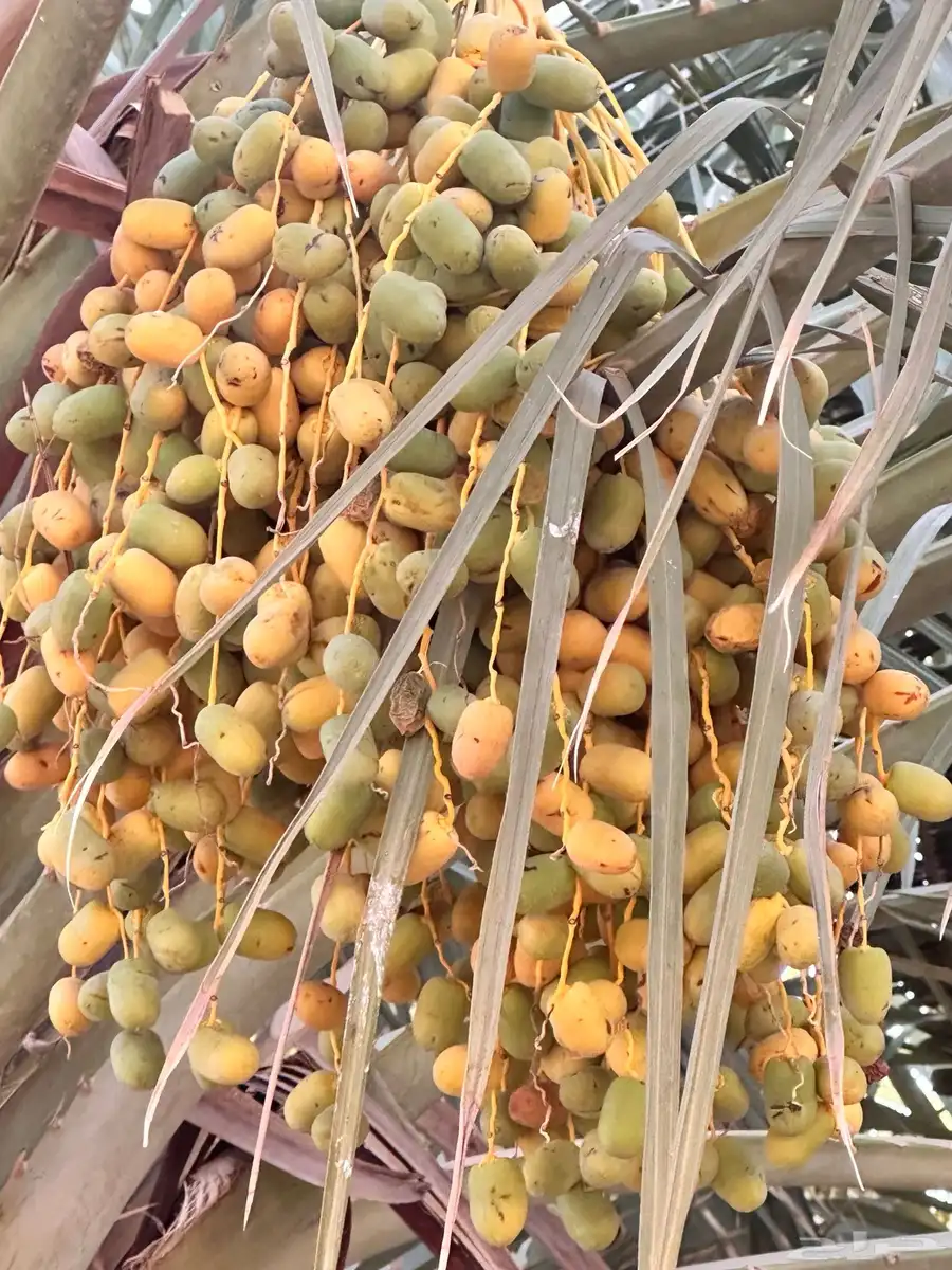 صيف نخل برني وعجوة 2