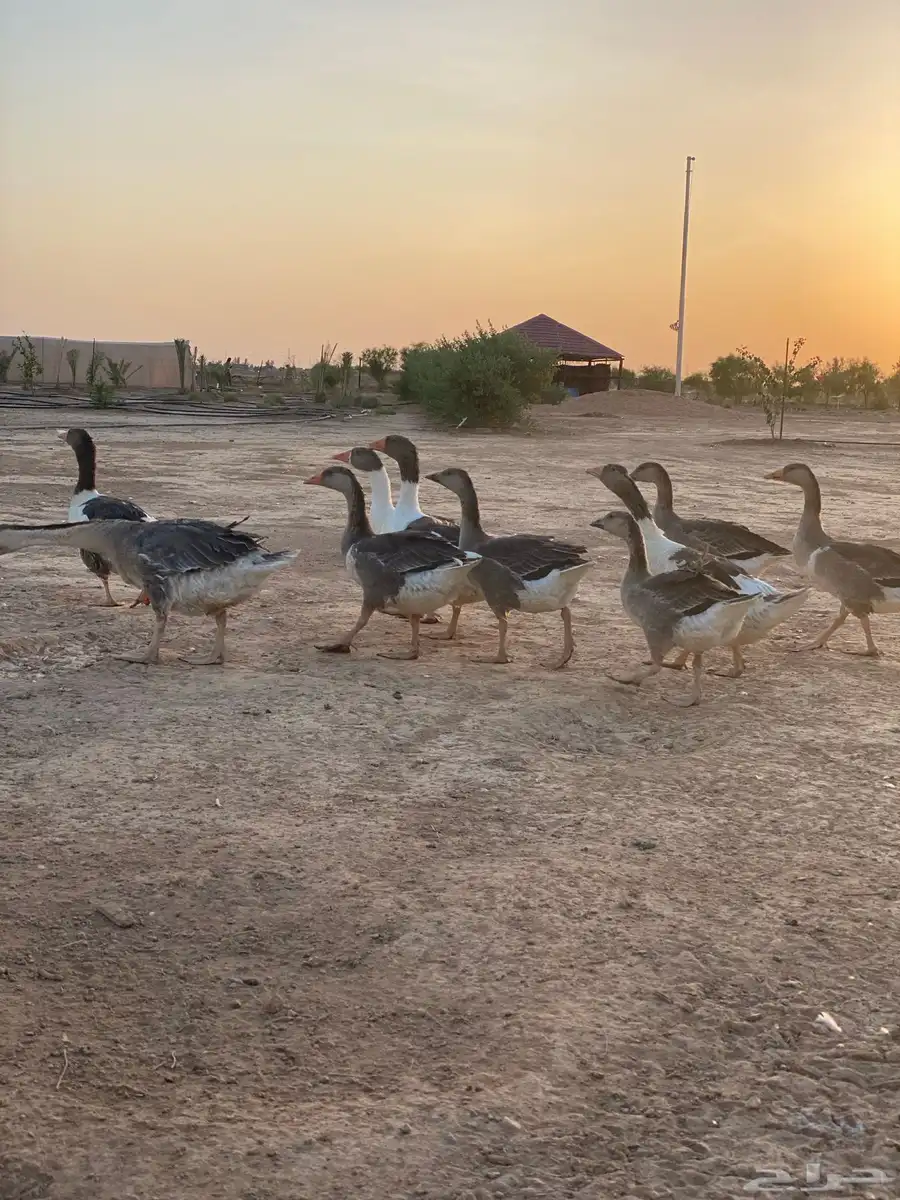 وز عراقي 1