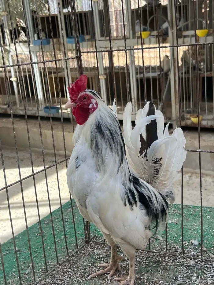 اطقم دجاج كويتي البطريق مستويات فاخرة وألوان مميزة 0