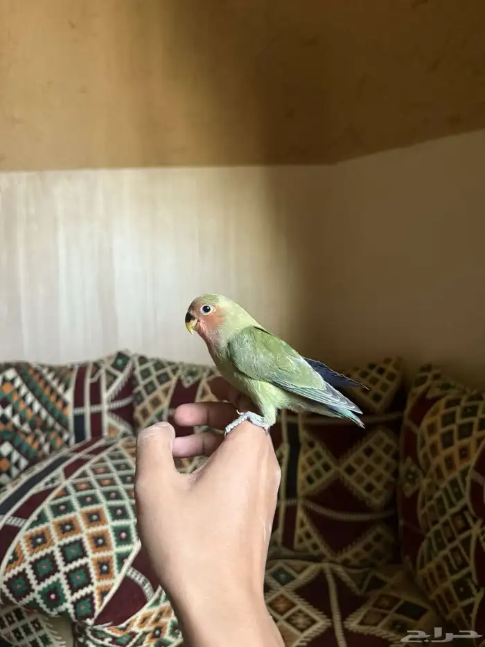طيور روز يوجد ب الجمله و يجود تفريد 10