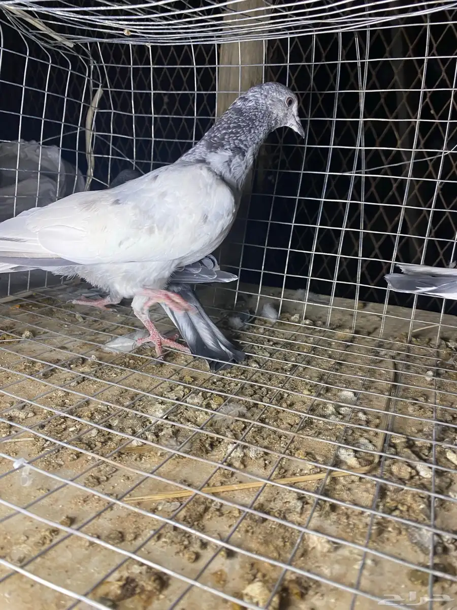 طبات باكستاني 19