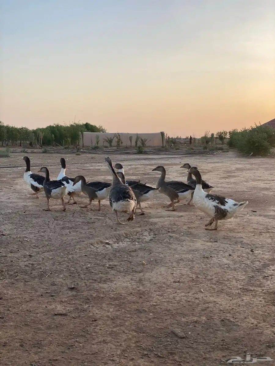 وز عراقي 0