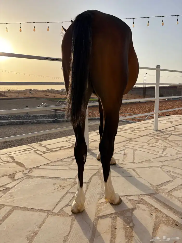 مهر واهو حفيد ابطال 8