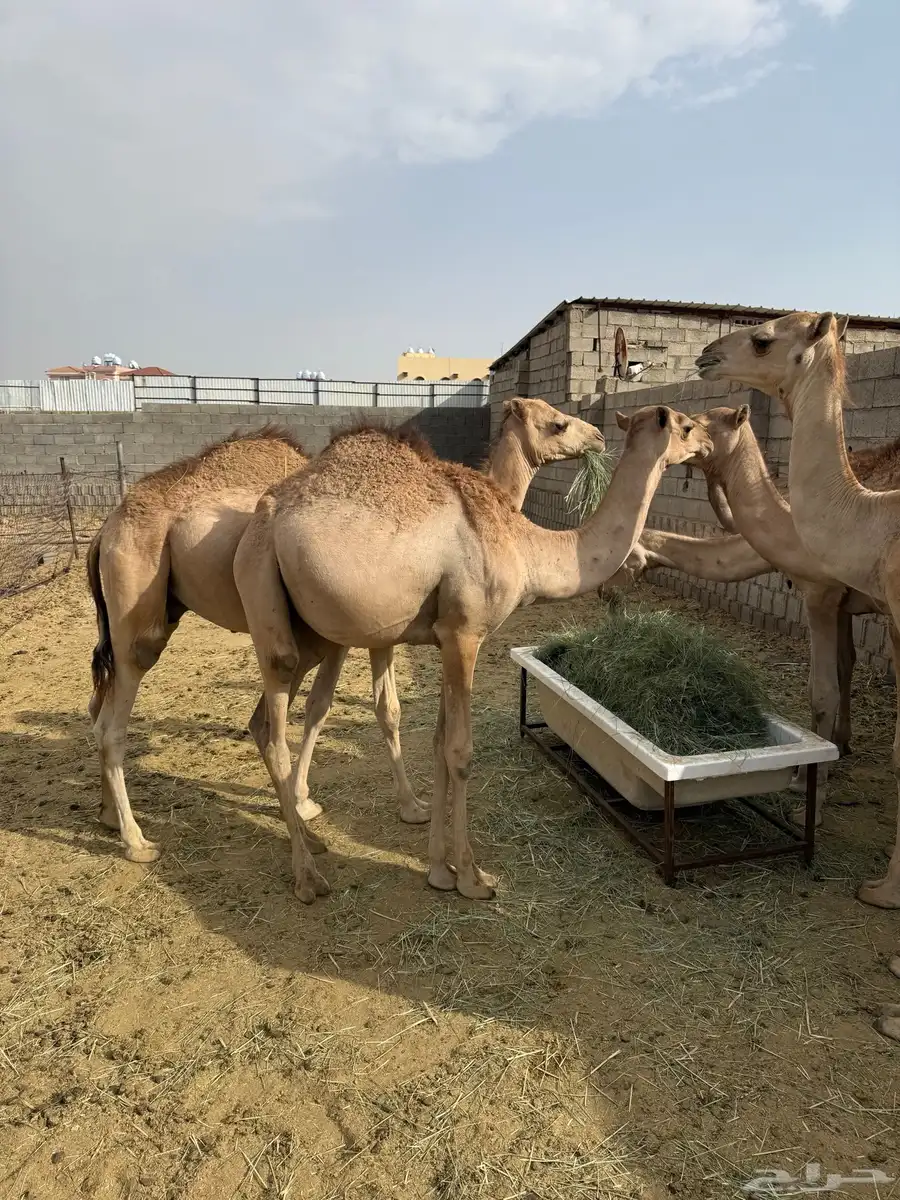 حشوان للبيع 2