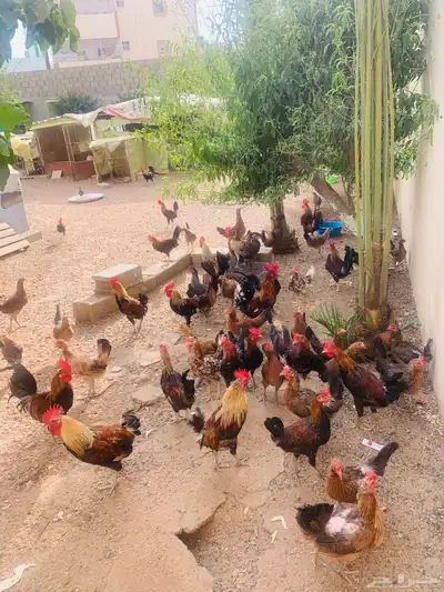 مشروع دجاج عربي وافرق كامل 26