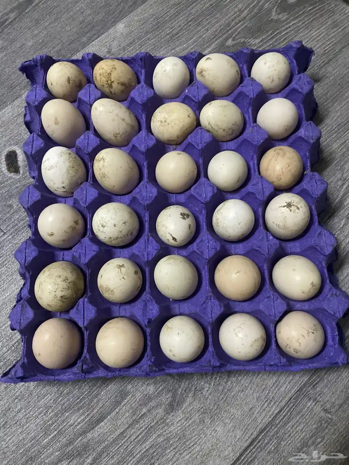 بيض دجاج بلدي 0