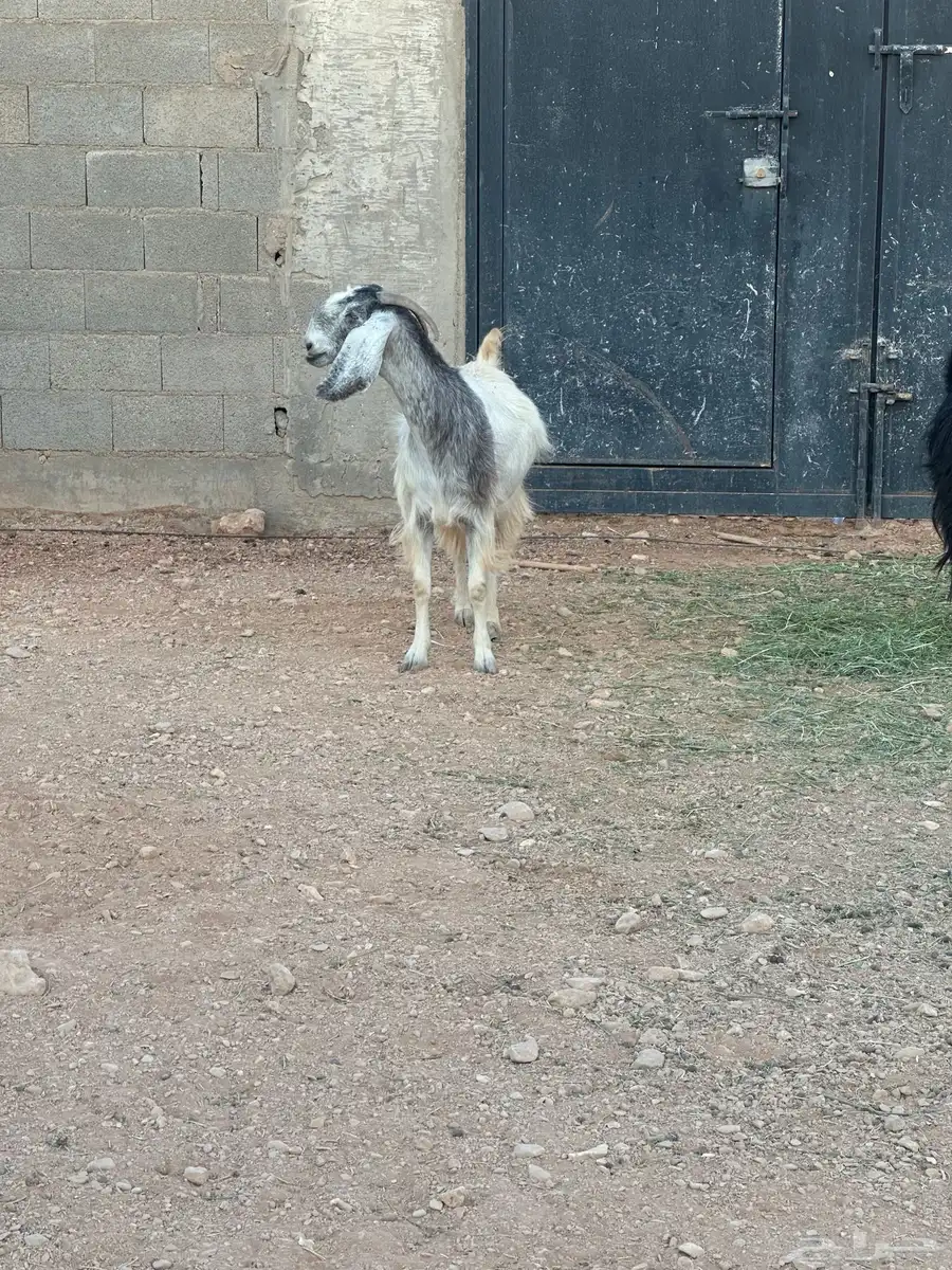 عنز حايل للبيع 2