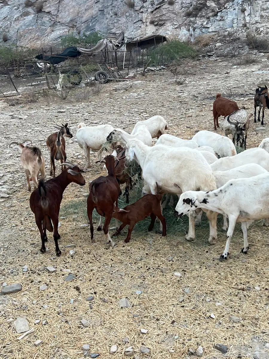 محايل 3