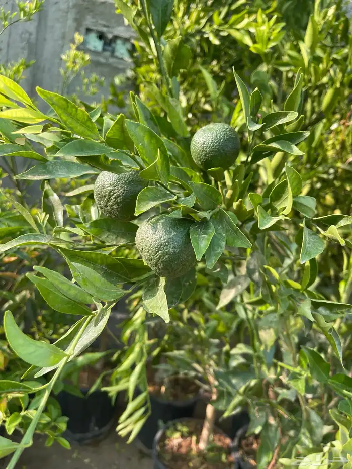 شتلات مثمره وزينه بنسيانا ورد تصفيه بسعر مناسب 10