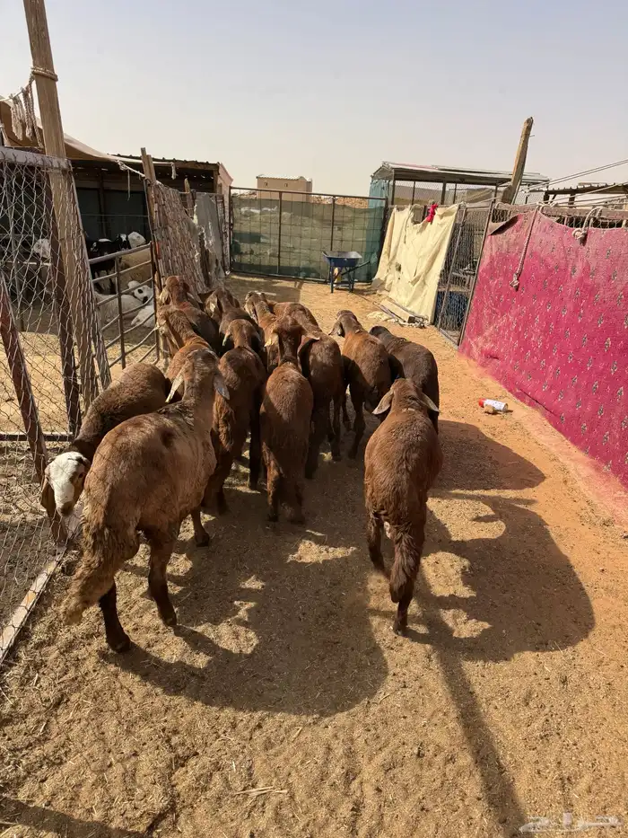 سواكن مرابي طيبه 3