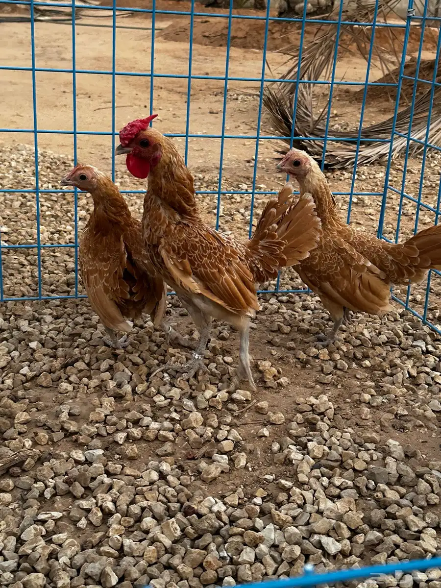 طقم سبرايت كريمي خوارج 1