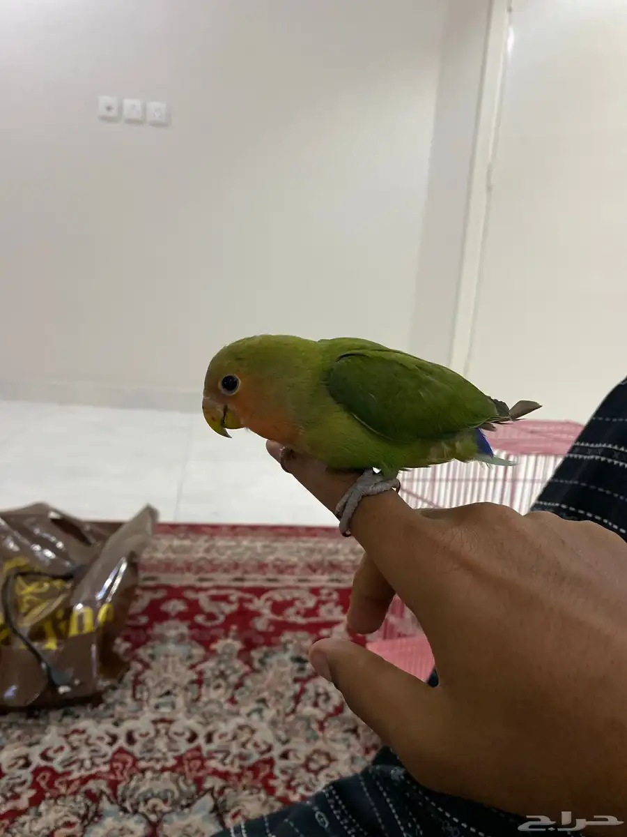 انثى روز اليف 0