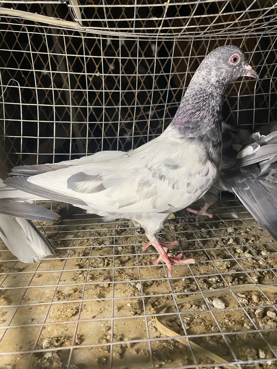 طبات باكستاني 18