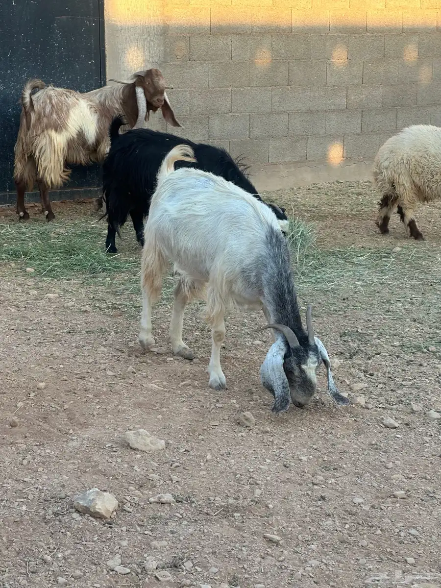 عنز حايل للبيع 4