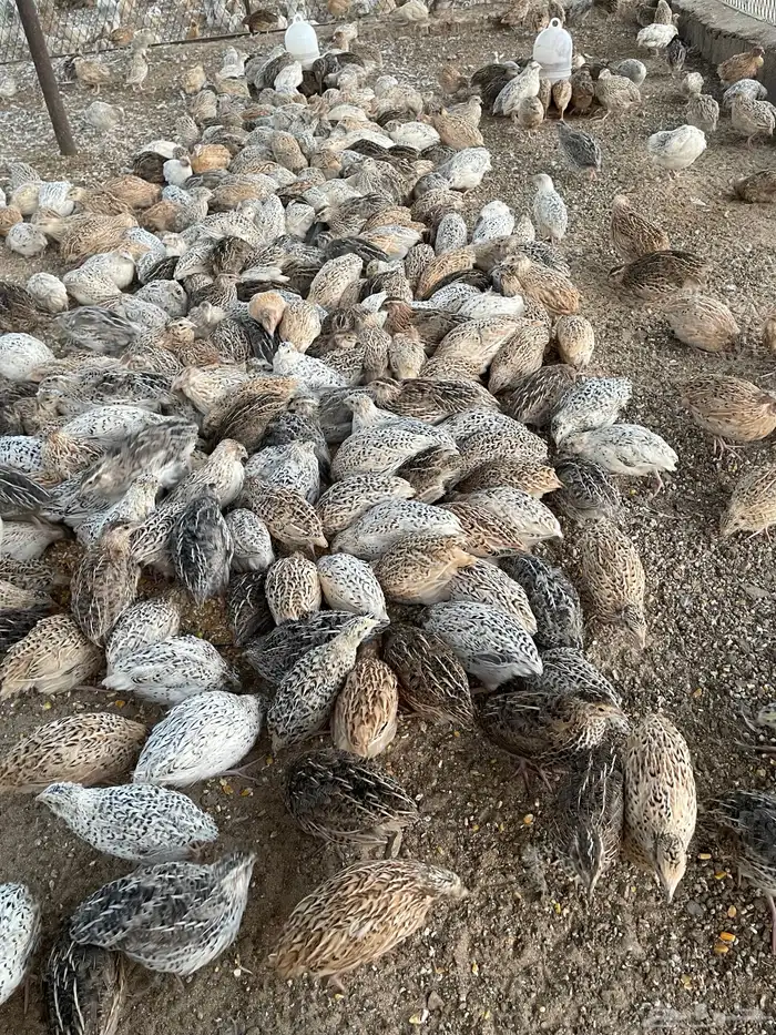 للبيع سمان 2