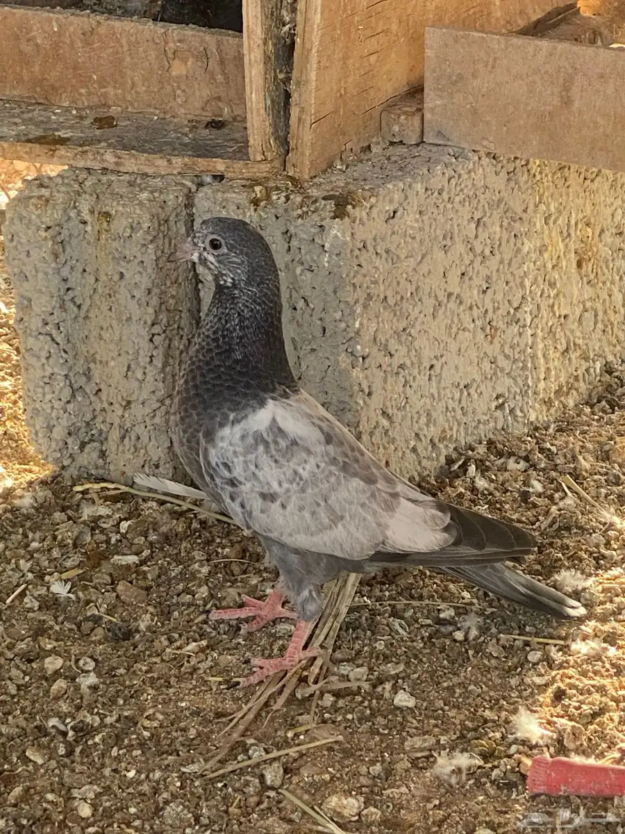 طبات باكستاني 9