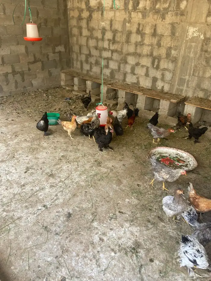 دجاج مهجن براهما 0