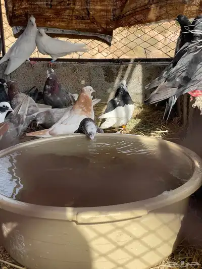 حمام قطيفي قلاب جو أساسات 2