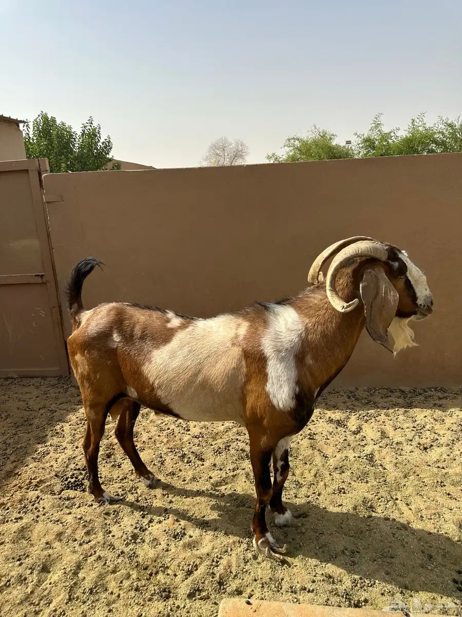 تيس فحل 0