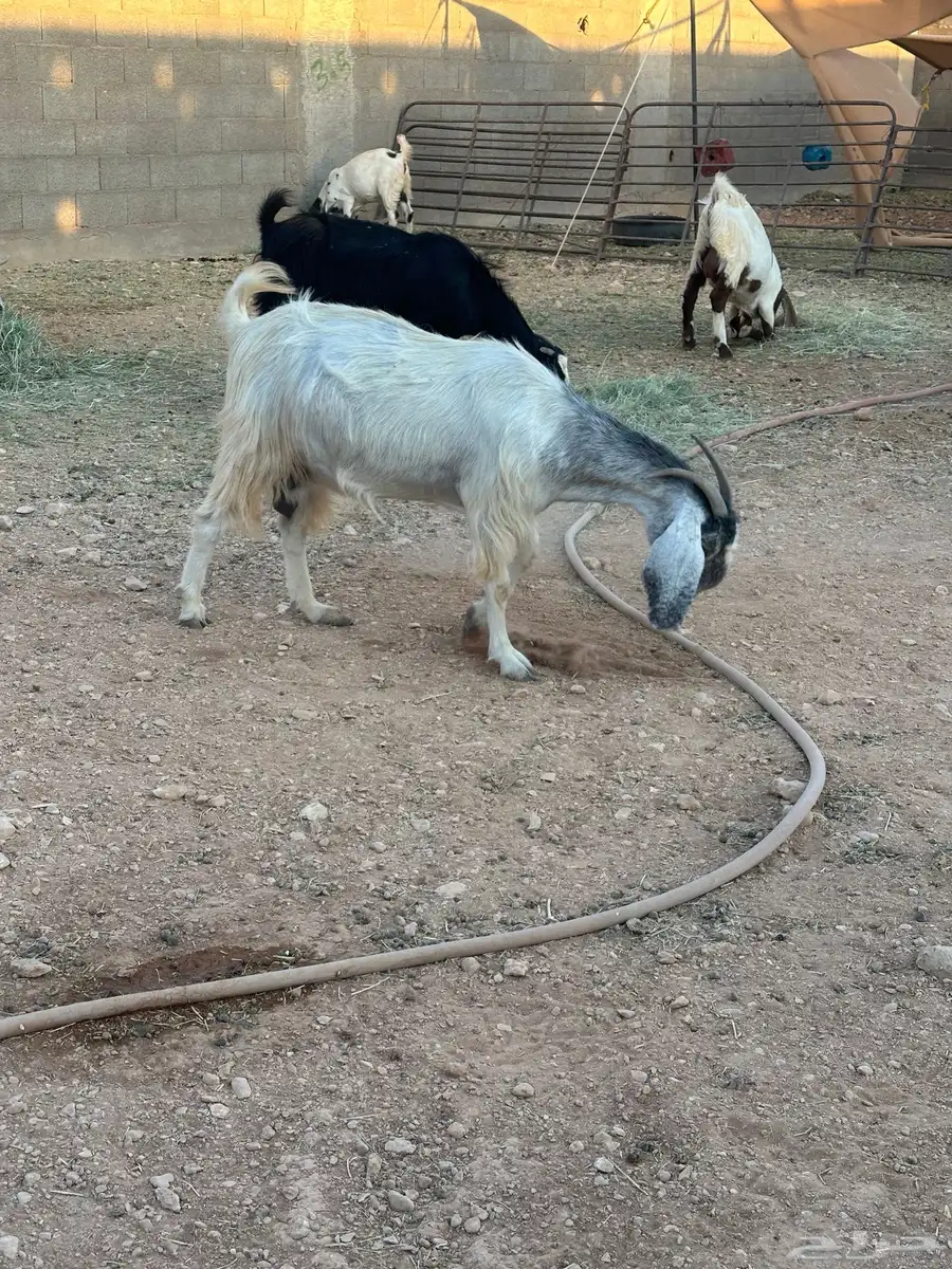 عنز حايل للبيع 3