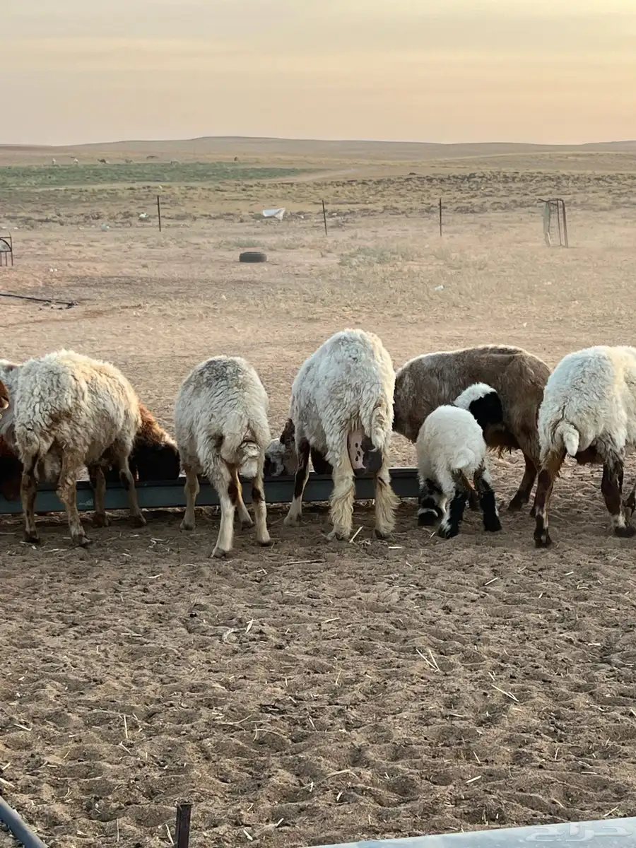 ضن نعيم 4