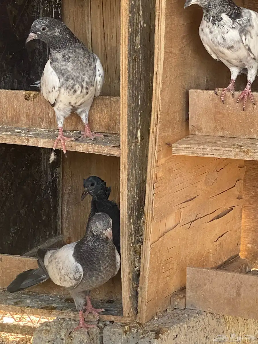 طبات باكستاني 8