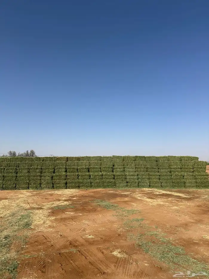 برسيم صافي ورق كثير والعود ناعم شد 75 1