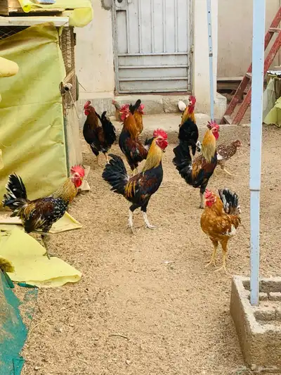 مشروع دجاج عربي وافرق كامل 15