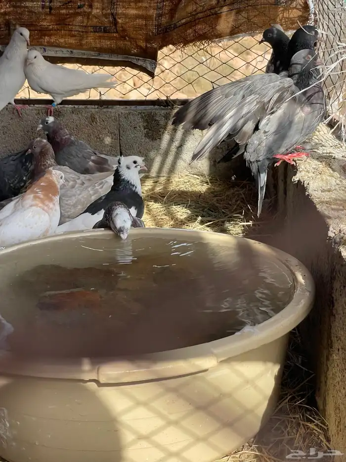 حمام قطيفي قلاب جو أساسات 3