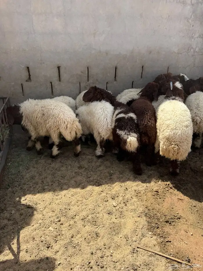 بهم نعيم فاخر 0