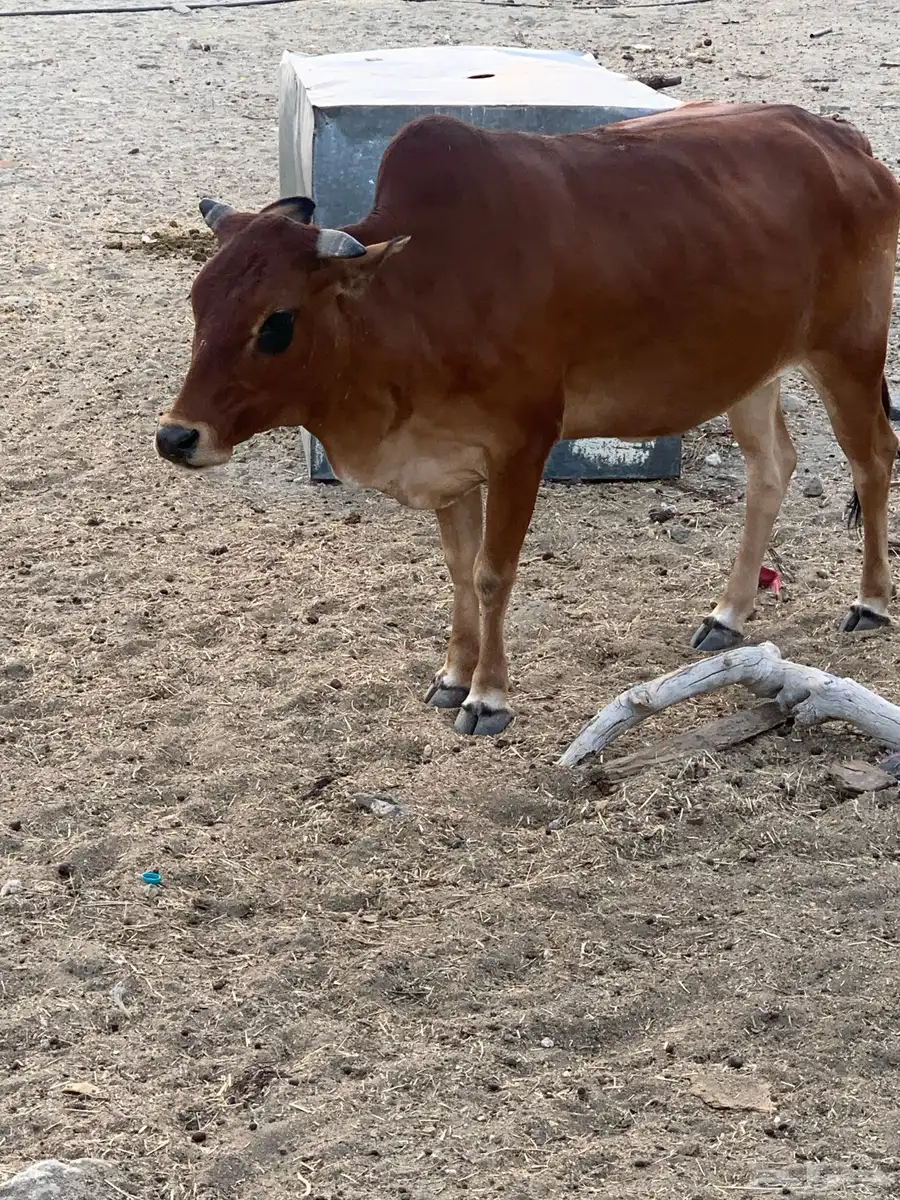 موقع حداد بني مالك جنوب الطايف 0