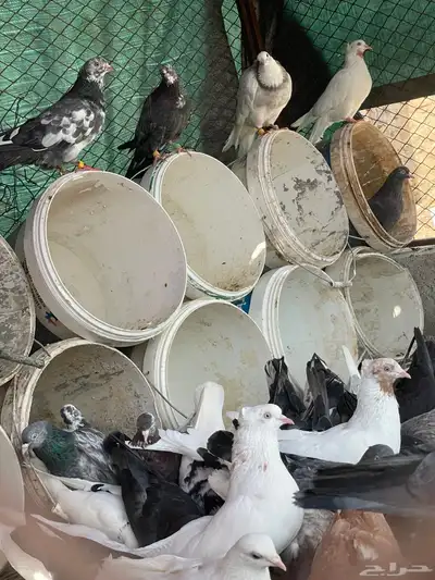 حمام قطيفي قلاب جو أساسات 18